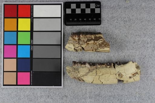 Hyracodon sp.