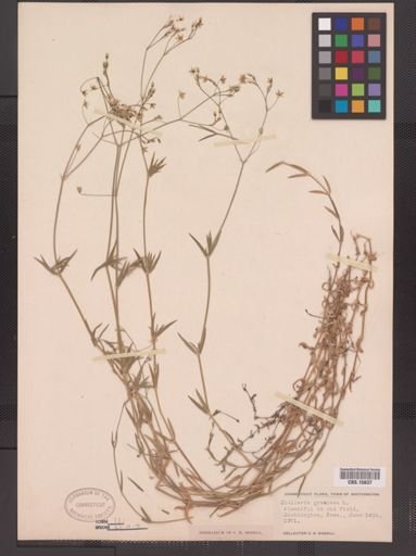 Stellaria graminea