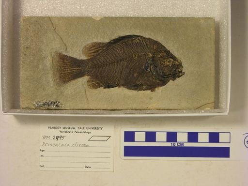 Priscacara clivosa