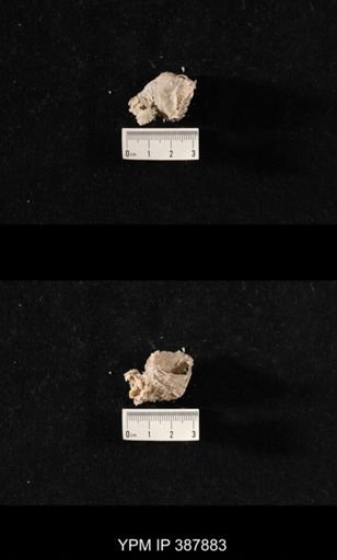 Hercosia sp.