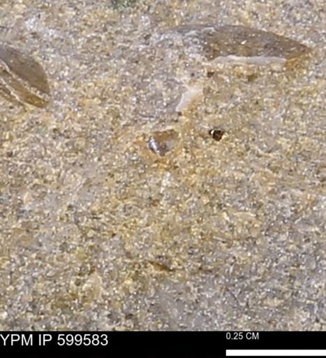 Protocardia subquadrata