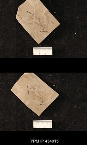 undet. Diptera