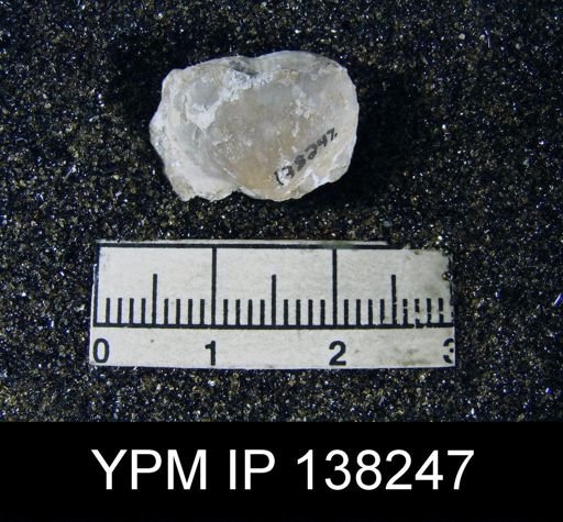 Marginifera echinata