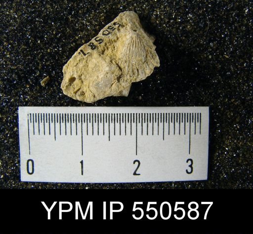 Hustedia sp.