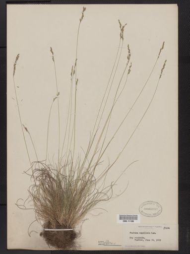 Festuca capillata