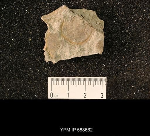 Strophomena plattinensis crassa