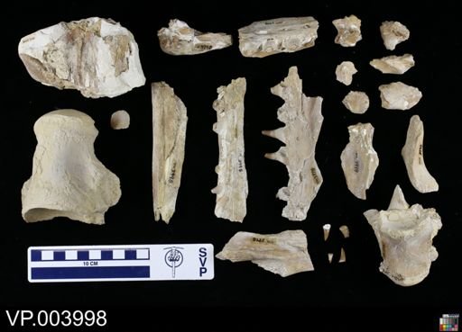 Platecarpus ictericus