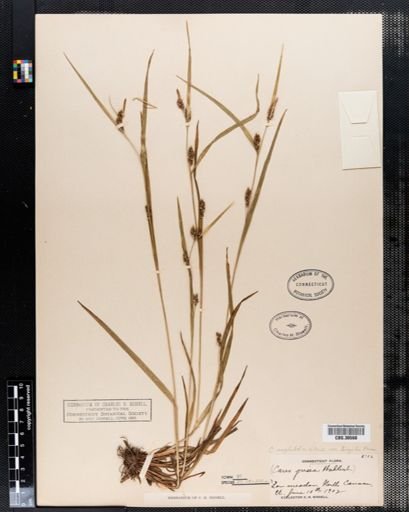 Carex amphibola