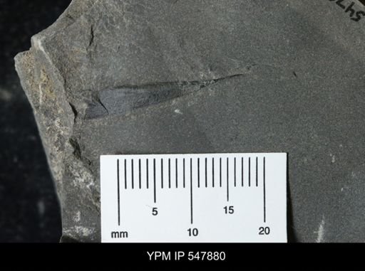 undet. Eurypterida