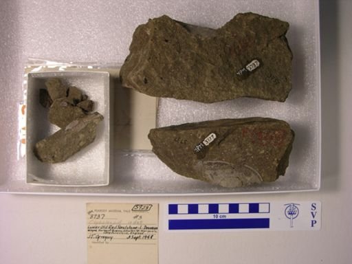 Cephalaspidae