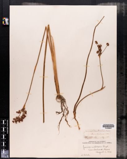 Juncus militaris