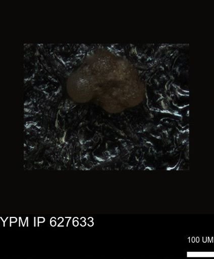 undet. Foraminiferida