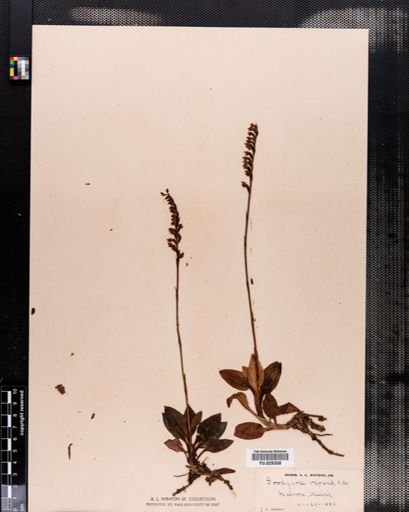 Goodyera repens