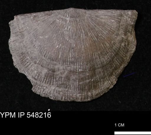 Stropheodonta demissa