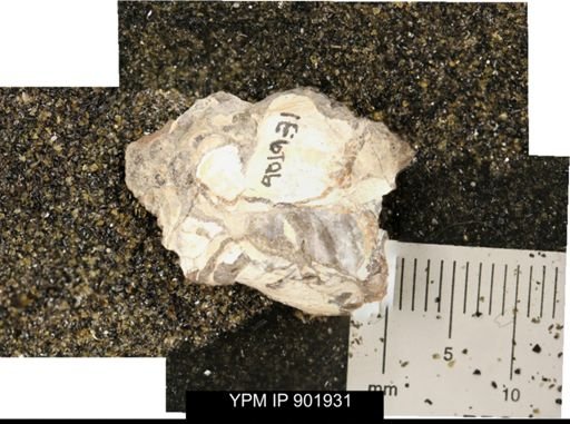 Inoceramus sp.