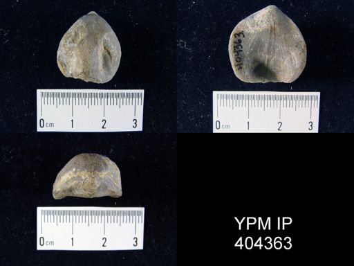 Eatonia tennesseensis