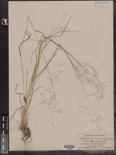 Agrostis perennans