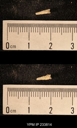 Archaeocidaris sp.