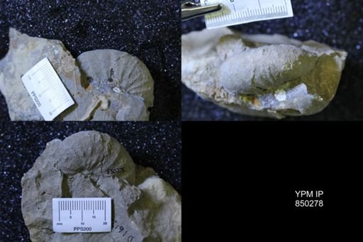 undet. Scaphitidae