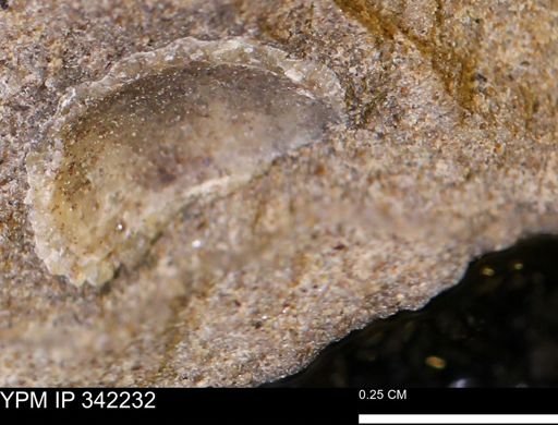 undet. Mollusca