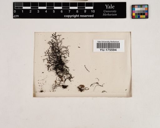 Plantae