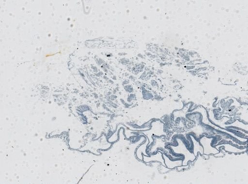 Astrangia poculata