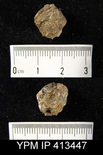 Camerella congesta