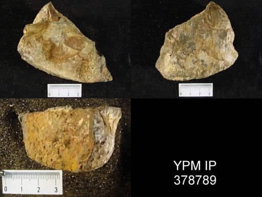 Productus sp.