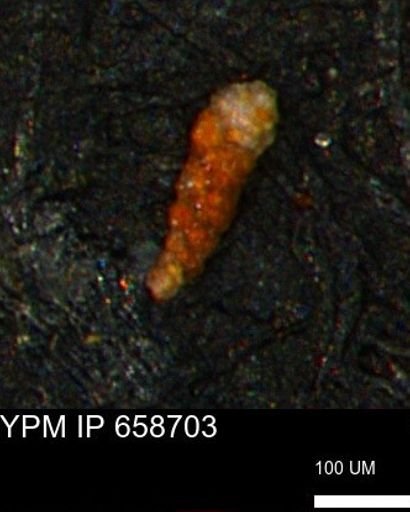 Verneuilinoides kansasensis