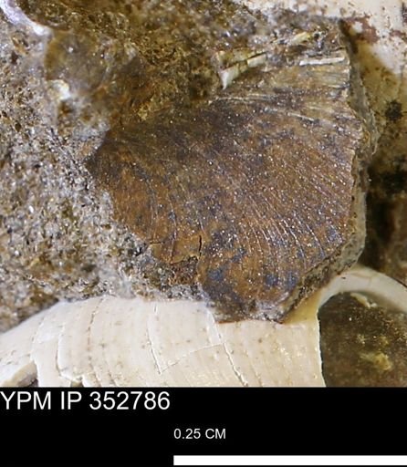 undet. Bivalvia