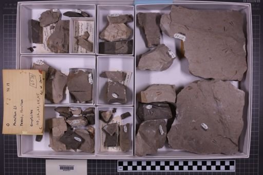 mixed taxa, stratigraphic collection