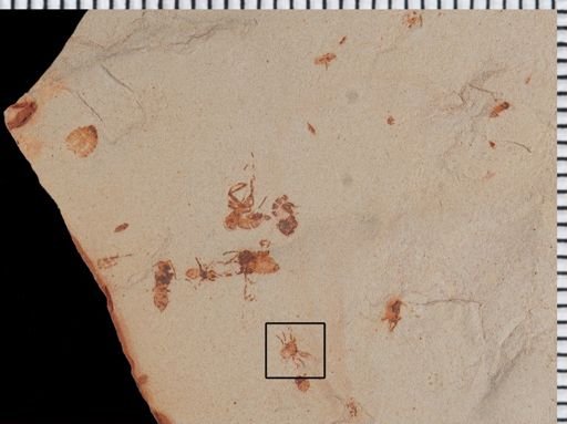 undet. Diptera