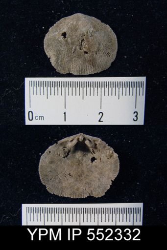 Rhipidomella oblata