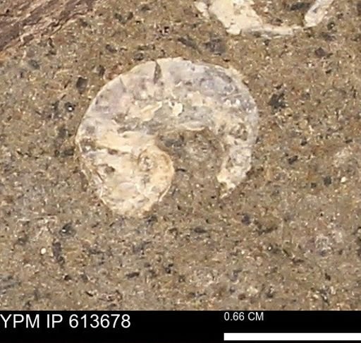 Scaphites sp.