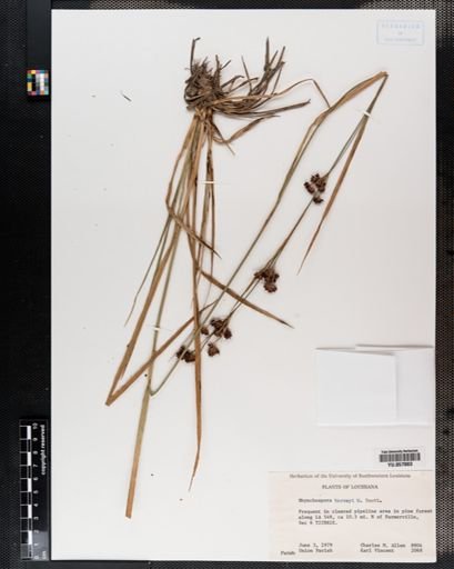 Rhynchospora harveyi