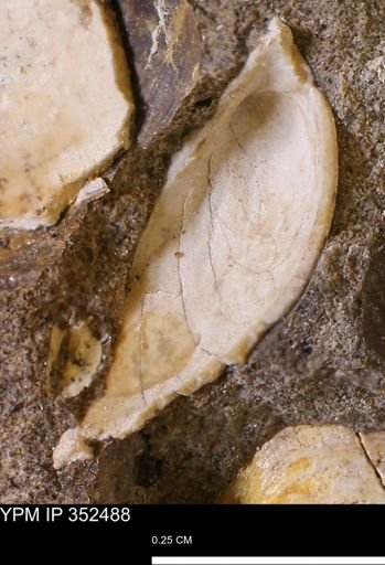 undet. Bivalvia