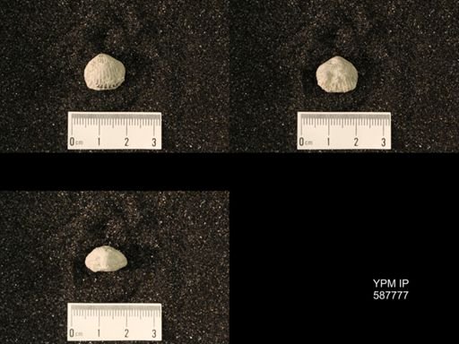 Anastrophia internascens