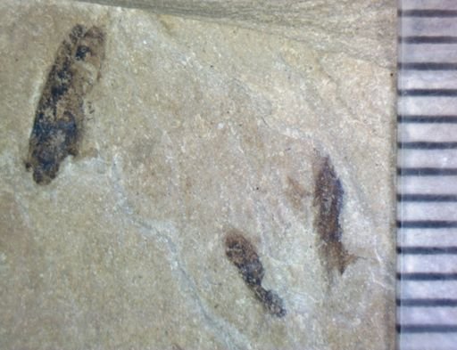 Hexapoda?