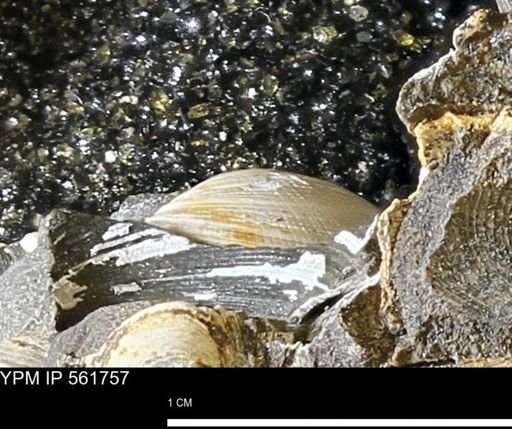 Limopsis sp.