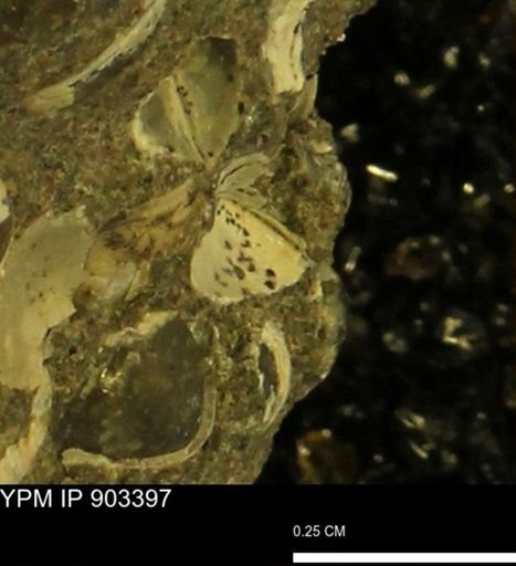 Corbulamella sp.