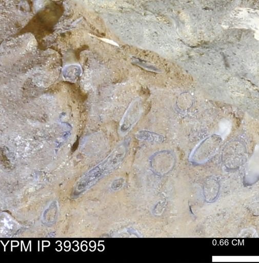 undet. Serpulidae