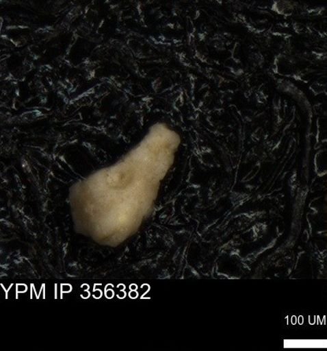 undet. Foraminiferida