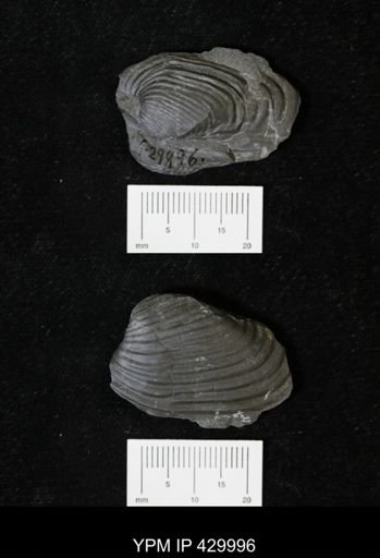 Grammysioidea arcuata