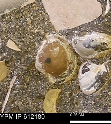 Protocardia?