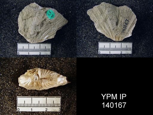 Spirifer (Neospirifer) musakheylensis