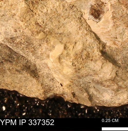 undet. Mollusca