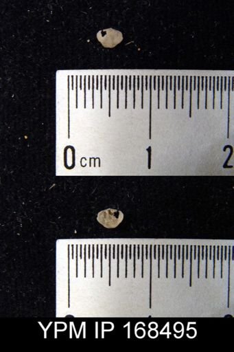 Spirifer modestus