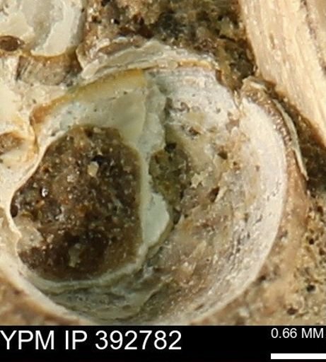 undet. Bivalvia