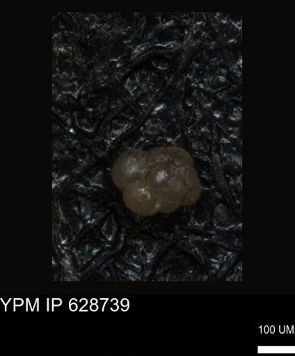 undet. Foraminiferida