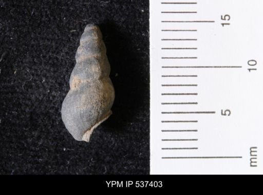 Goniobasis ortmanni